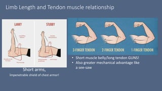 Limb Length and Tendon muscle relationship
• Short muscle belly/long tendon GUNS!
• Also greater mechanical advantage like
a see-saw
Short arms,
impenetrable shield of chest armor!
 