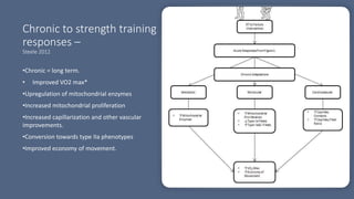 Chronic to strength training
responses –
Steele 2012
•Chronic = long term.
• Improved VO2 max*
•Upregulation of mitochondrial enzymes
•Increased mitochondrial proliferation
•Increased capillarization and other vascular
improvements.
•Conversion towards type IIa phenotypes
•Improved economy of movement.
 