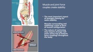Muscle and joint Force
couples create stability
• The most important aspect
of strength training for
swim stability.
Muscles surrounding and
stabilizing a joint w force
of muscle configuration.
• The nature of swimming
may require stronger but
more active top to bottom
force couplings throughout
the body.
 