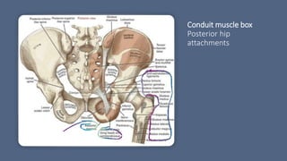 Conduit muscle box
Posterior hip
attachments
 