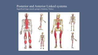 Posterior and Anterior Linked systems
Superficial large muscle groups (Anatomy Trains)
 