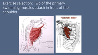 Exercise selection: Two of the primary
swimming muscles attach in front of the
shoulder
 