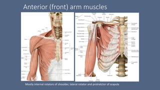 Anterior (front) arm muscles
Mostly internal rotators of shoulder, lateral rotator and protratctor of scapula
 