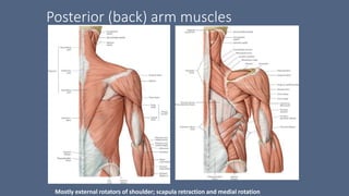 Posterior (back) arm muscles
Mostly external rotators of shoulder; scapula retraction and medial rotation
 