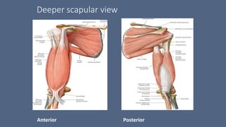Deeper scapular view
Anterior Posterior
 