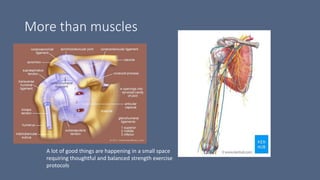 More than muscles
A lot of good things are happening in a small space
requiring thoughtful and balanced strength exercise
protocols
 