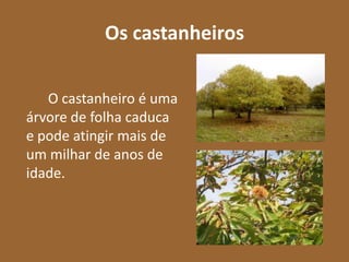 Os castanheiros

   O castanheiro é uma
árvore de folha caduca
e pode atingir mais de
um milhar de anos de
idade.
 