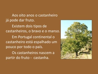 Aos oito anos o castanheiro
já pode dar fruto.
    Existem dois tipos de
castanheiros, o bravo e o manso.
    Em Portugal continental o
castanheiro está espalhado um
pouco por todo o país.
    Os castanheiros nascem a
partir do fruto - castanha.
 