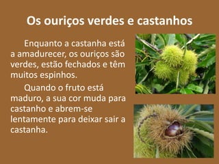 Os ouriços verdes e castanhos
    Enquanto a castanha está
a amadurecer, os ouriços são
verdes, estão fechados e têm
muitos espinhos.
    Quando o fruto está
maduro, a sua cor muda para
castanho e abrem-se
lentamente para deixar sair a
castanha.
 