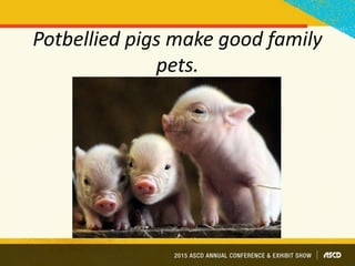Potbellied pigs make good family
pets.
 