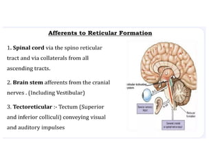 Ascending and descending reticular system.pptx