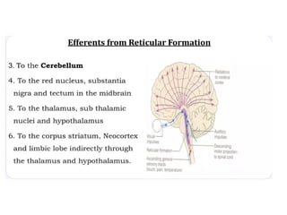 Ascending and descending reticular system.pptx
