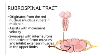 Mucleus Ruber Ascending and Descending Tracts of the Spinal Cord | PPTX