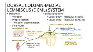 Ascending and Descending Tracts of the Spinal Cord | PPTX