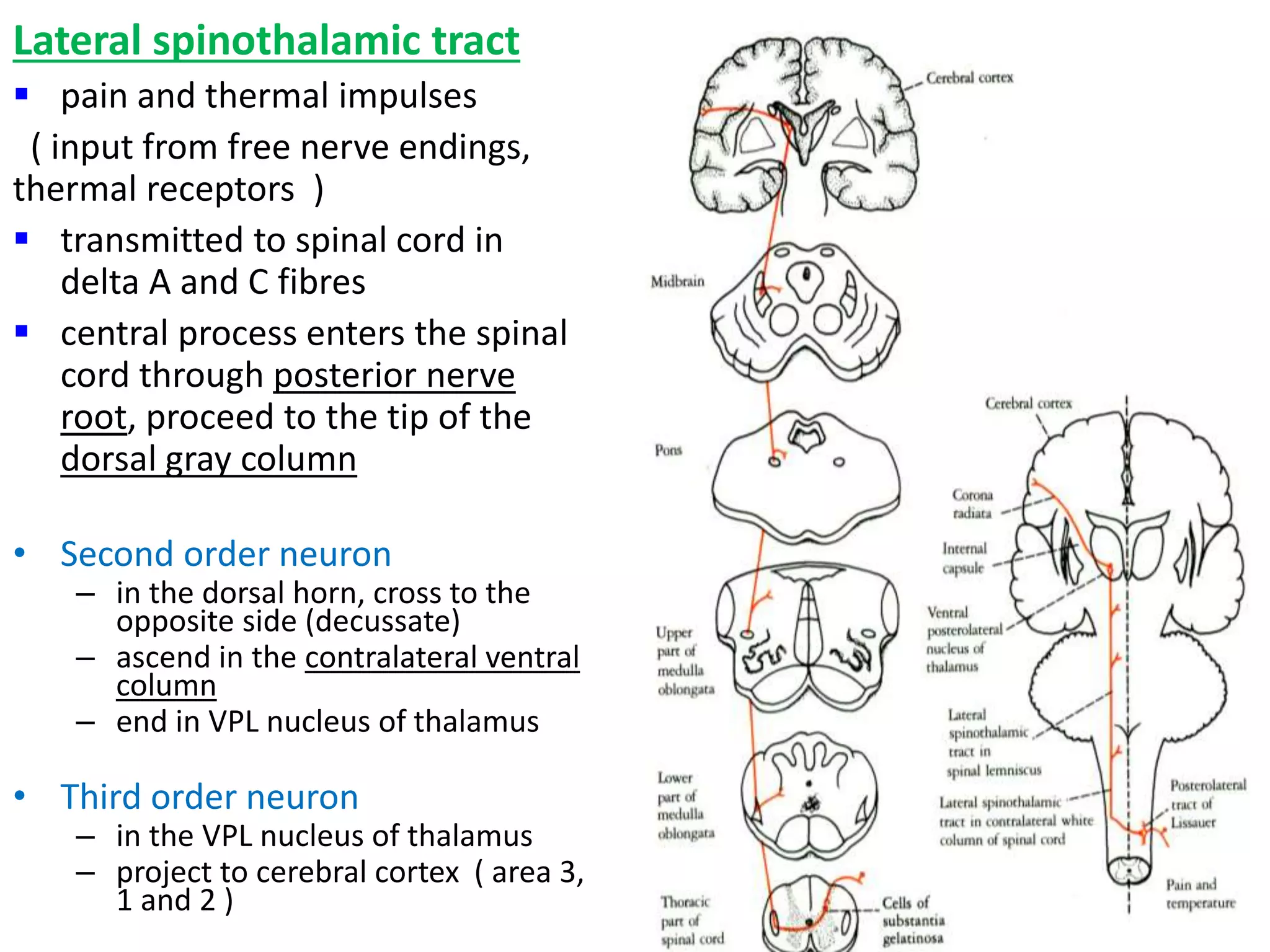 Lateral spinothalamic tract
 pain and thermal impulses
( input from free nerve endings,
thermal receptors )
 transmitted to spinal cord in
delta A and C fibres
 central process enters the spinal
cord through posterior nerve
root, proceed to the tip of the
dorsal gray column
• Second order neuron
– in the dorsal horn, cross to the
opposite side (decussate)
– ascend in the contralateral ventral
column
– end in VPL nucleus of thalamus
• Third order neuron
– in the VPL nucleus of thalamus
– project to cerebral cortex ( area 3,
1 and 2 )
 