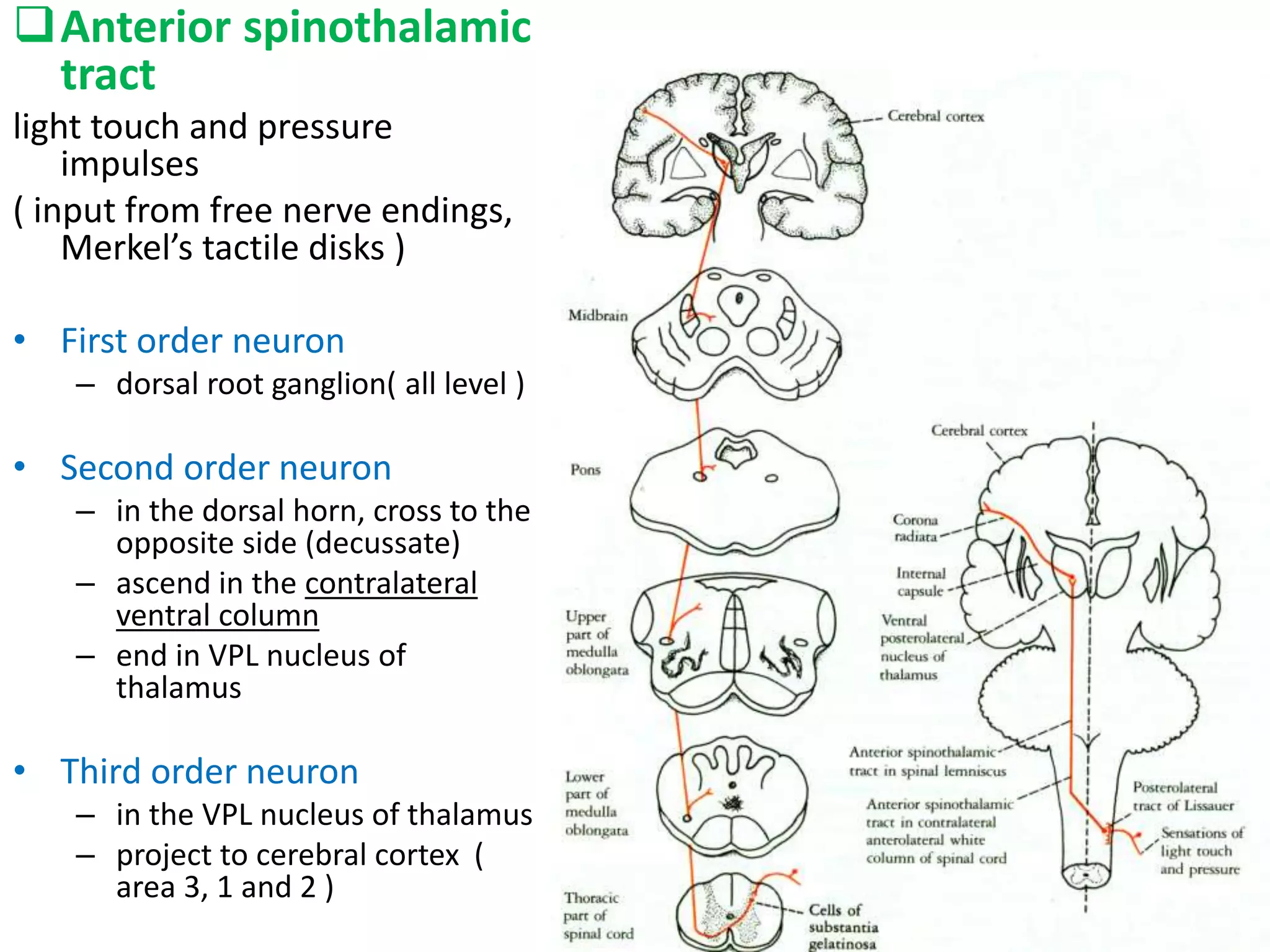 Anterior spinothalamic
tract
light touch and pressure
impulses
( input from free nerve endings,
Merkel’s tactile disks )
• First order neuron
– dorsal root ganglion( all level )
• Second order neuron
– in the dorsal horn, cross to the
opposite side (decussate)
– ascend in the contralateral
ventral column
– end in VPL nucleus of
thalamus
• Third order neuron
– in the VPL nucleus of thalamus
– project to cerebral cortex (
area 3, 1 and 2 )
 