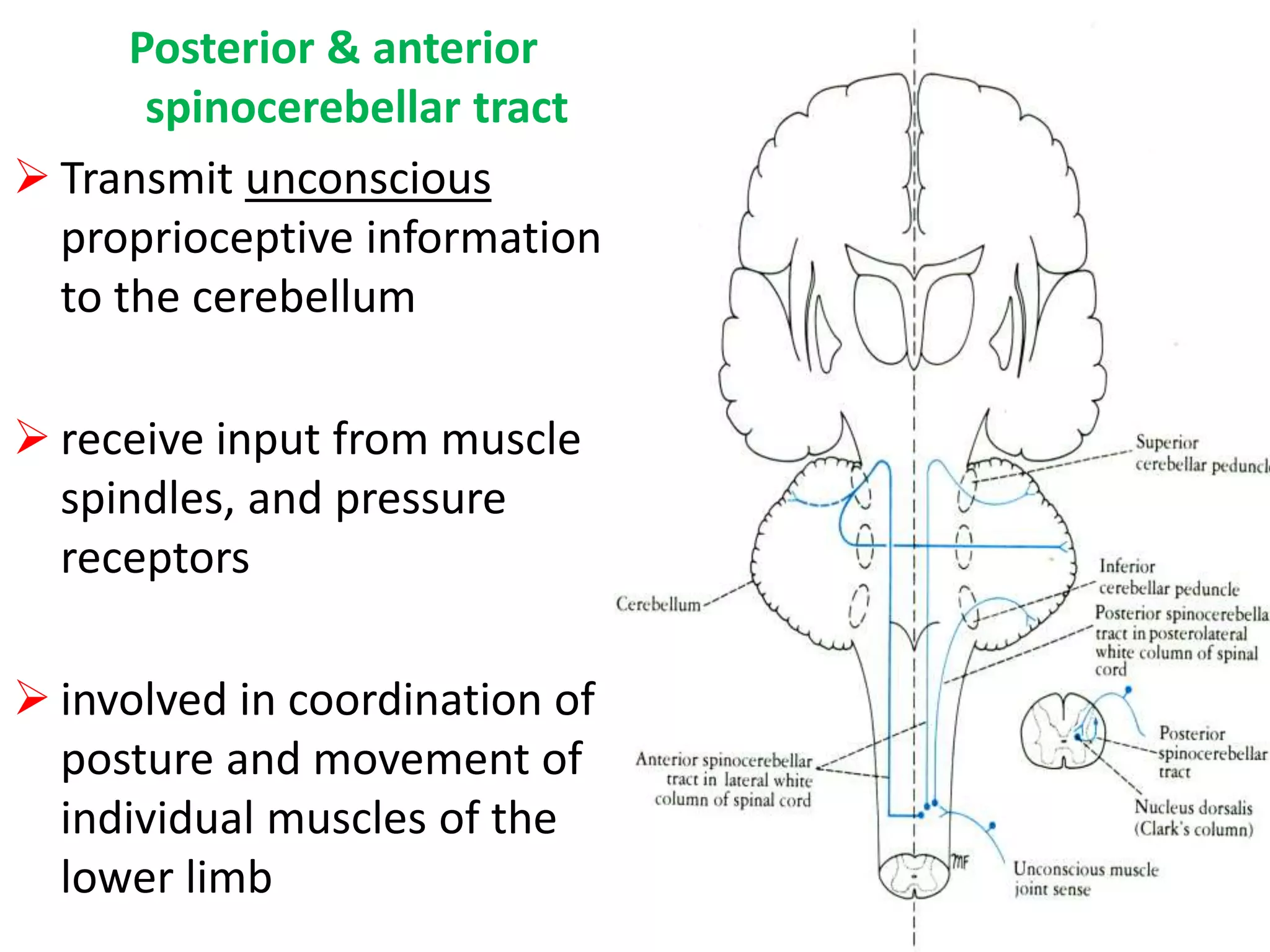 Posterior & anterior
spinocerebellar tract
 Transmit unconscious
proprioceptive information
to the cerebellum
 receive input from muscle
spindles, and pressure
receptors
 involved in coordination of
posture and movement of
individual muscles of the
lower limb
 