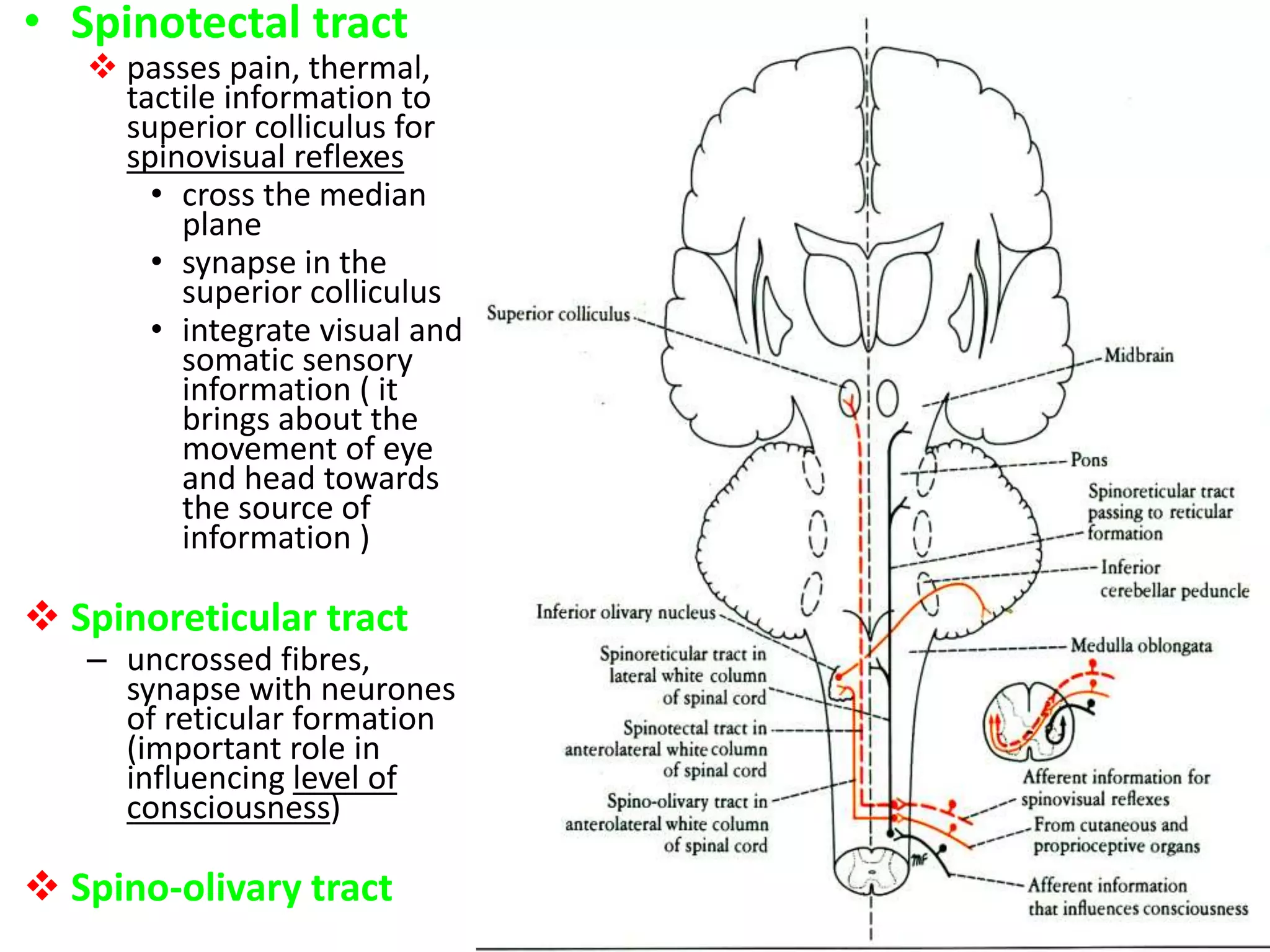 • Spinotectal tract
 passes pain, thermal,
tactile information to
superior colliculus for
spinovisual reflexes
• cross the median
plane
• synapse in the
superior colliculus
• integrate visual and
somatic sensory
information ( it
brings about the
movement of eye
and head towards
the source of
information )
 Spinoreticular tract
– uncrossed fibres,
synapse with neurones
of reticular formation
(important role in
influencing level of
consciousness)
 Spino-olivary tract
 
