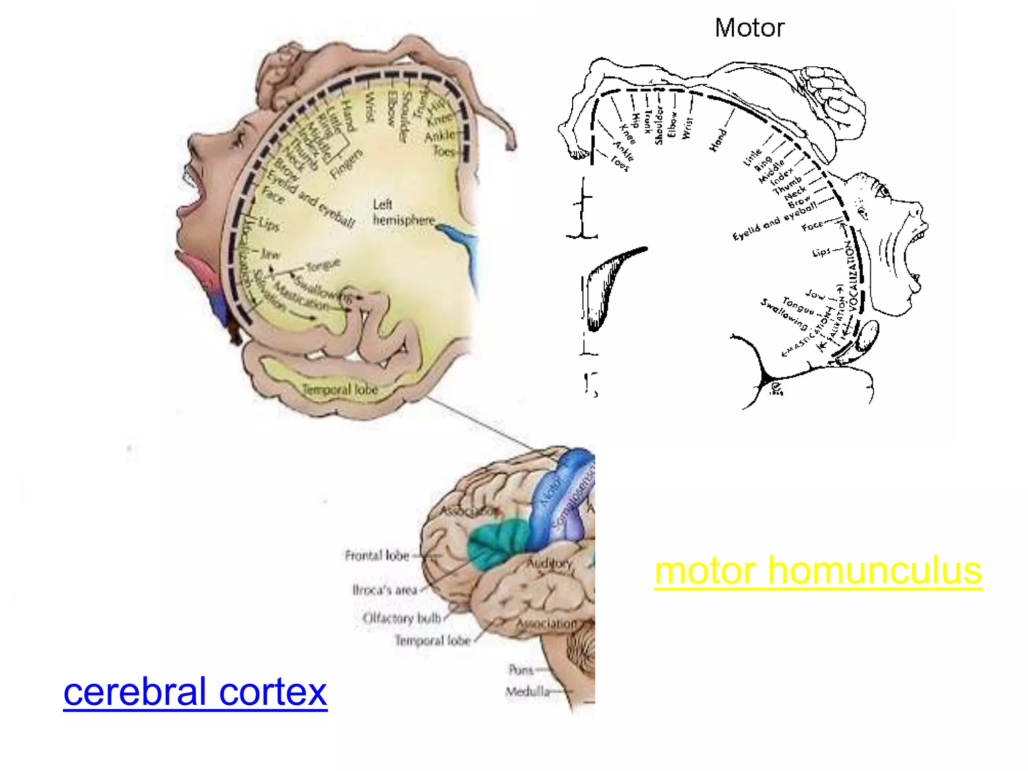 motor homunculus
cerebral cortex
 