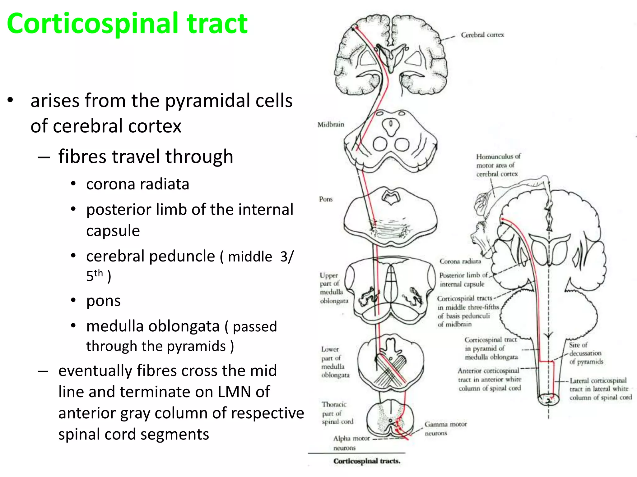 Corticospinal tract
• arises from the pyramidal cells
of cerebral cortex
– fibres travel through
• corona radiata
• posterior limb of the internal
capsule
• cerebral peduncle ( middle 3/
5th )
• pons
• medulla oblongata ( passed
through the pyramids )
– eventually fibres cross the mid
line and terminate on LMN of
anterior gray column of respective
spinal cord segments
 