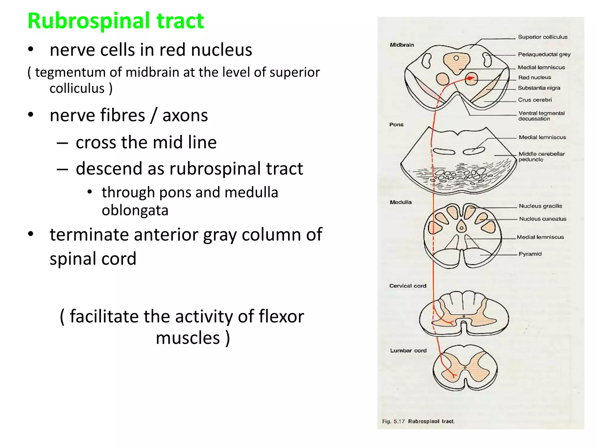 Rubrospinal tract
• nerve cells in red nucleus
( tegmentum of midbrain at the level of superior
colliculus )
• nerve fibres / axons
– cross the mid line
– descend as rubrospinal tract
• through pons and medulla
oblongata
• terminate anterior gray column of
spinal cord
( facilitate the activity of flexor
muscles )
 