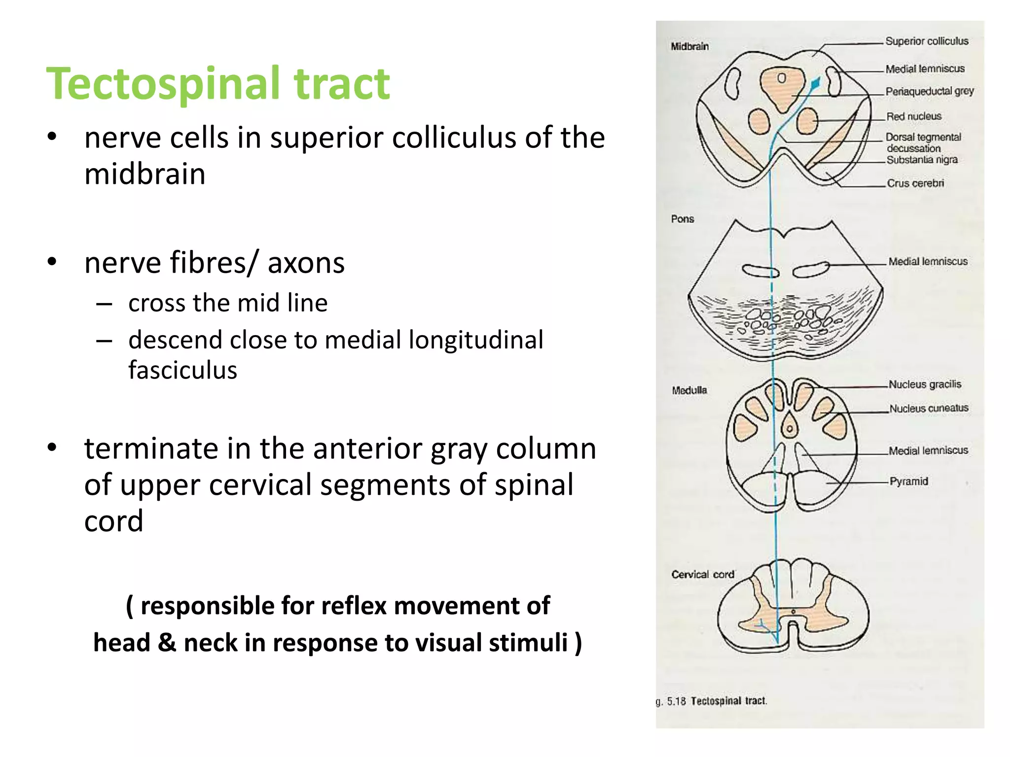 Tectospinal tract
• nerve cells in superior colliculus of the
midbrain
• nerve fibres/ axons
– cross the mid line
– descend close to medial longitudinal
fasciculus
• terminate in the anterior gray column
of upper cervical segments of spinal
cord
( responsible for reflex movement of
head & neck in response to visual stimuli )
 