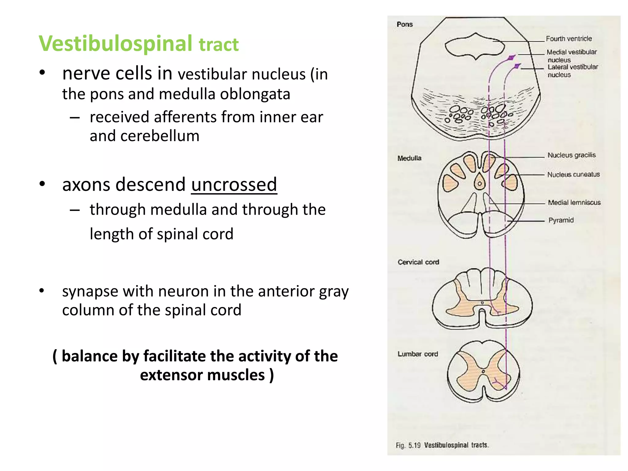 Vestibulospinal tract
• nerve cells in vestibular nucleus (in
the pons and medulla oblongata
– received afferents from inner ear
and cerebellum
• axons descend uncrossed
– through medulla and through the
length of spinal cord
• synapse with neuron in the anterior gray
column of the spinal cord
( balance by facilitate the activity of the
extensor muscles )
 