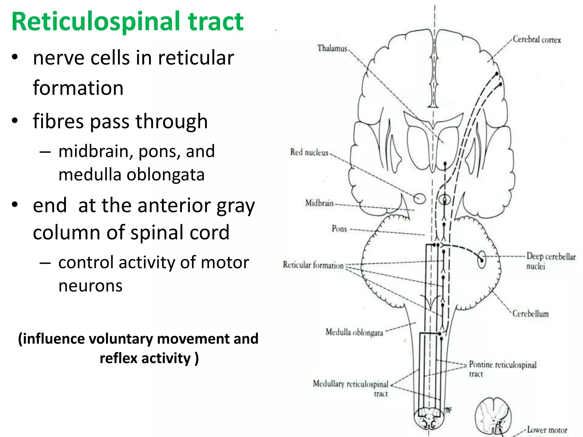 Reticulospinal tract
• nerve cells in reticular
formation
• fibres pass through
– midbrain, pons, and
medulla oblongata
• end at the anterior gray
column of spinal cord
– control activity of motor
neurons
(influence voluntary movement and
reflex activity )
 