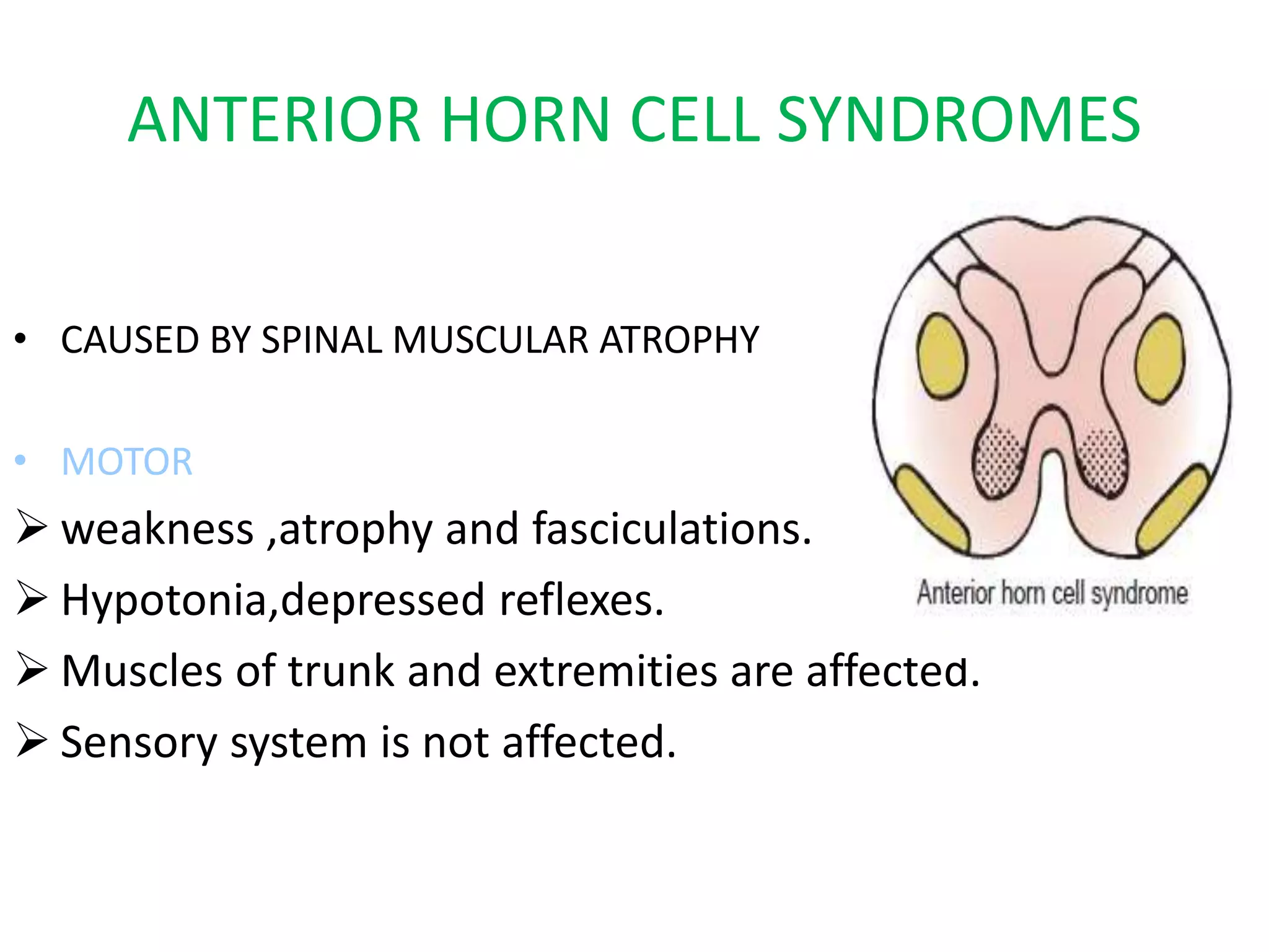 ANTERIOR HORN CELL SYNDROMES
• CAUSED BY SPINAL MUSCULAR ATROPHY
• MOTOR
 weakness ,atrophy and fasciculations.
 Hypotonia,depressed reflexes.
 Muscles of trunk and extremities are affected.
 Sensory system is not affected.
 
