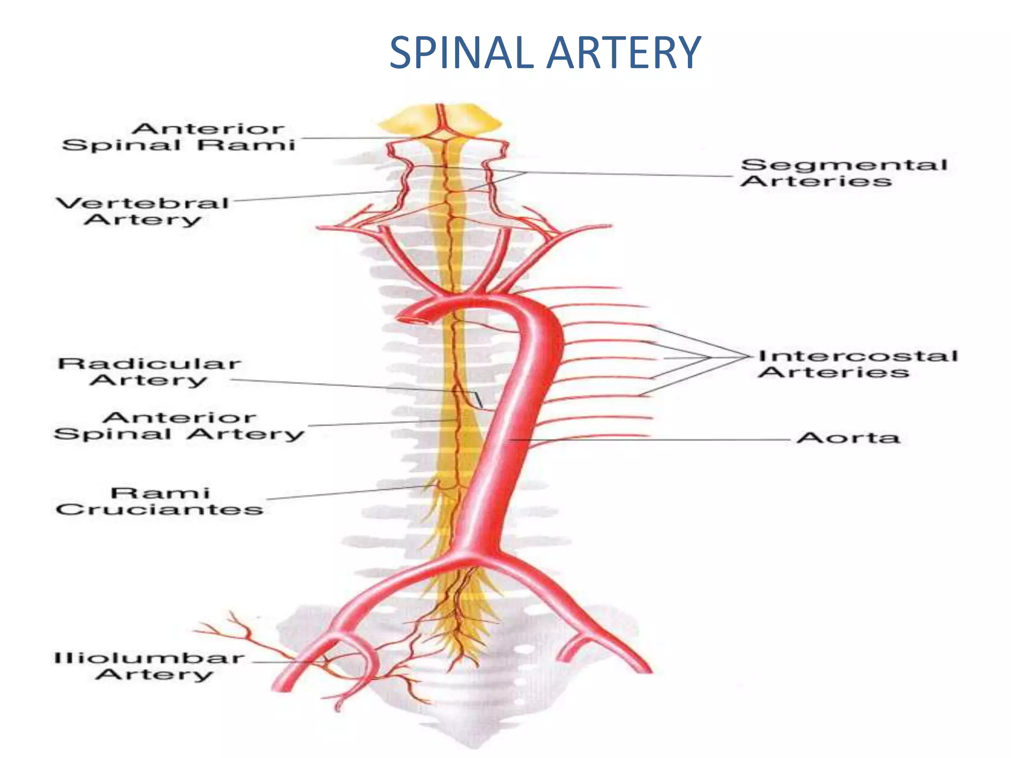 SPINAL ARTERY
 