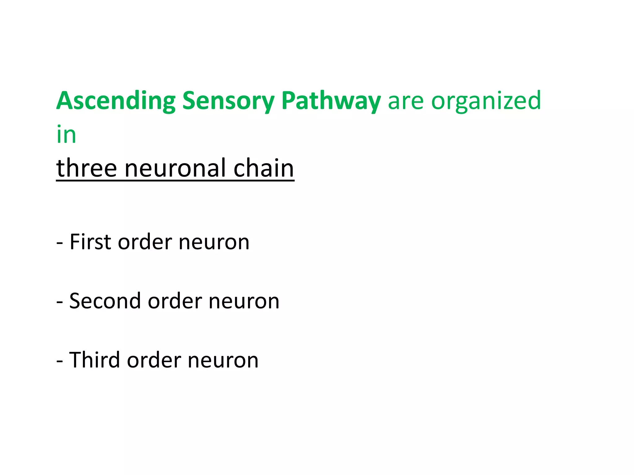 Ascending Sensory Pathway are organized
in
three neuronal chain
- First order neuron
- Second order neuron
- Third order neuron
 