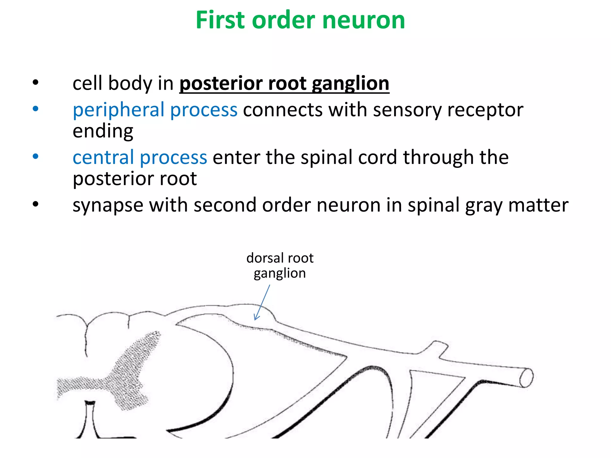 First order neuron
• cell body in posterior root ganglion
• peripheral process connects with sensory receptor
ending
• central process enter the spinal cord through the
posterior root
• synapse with second order neuron in spinal gray matter
dorsal root
ganglion
 