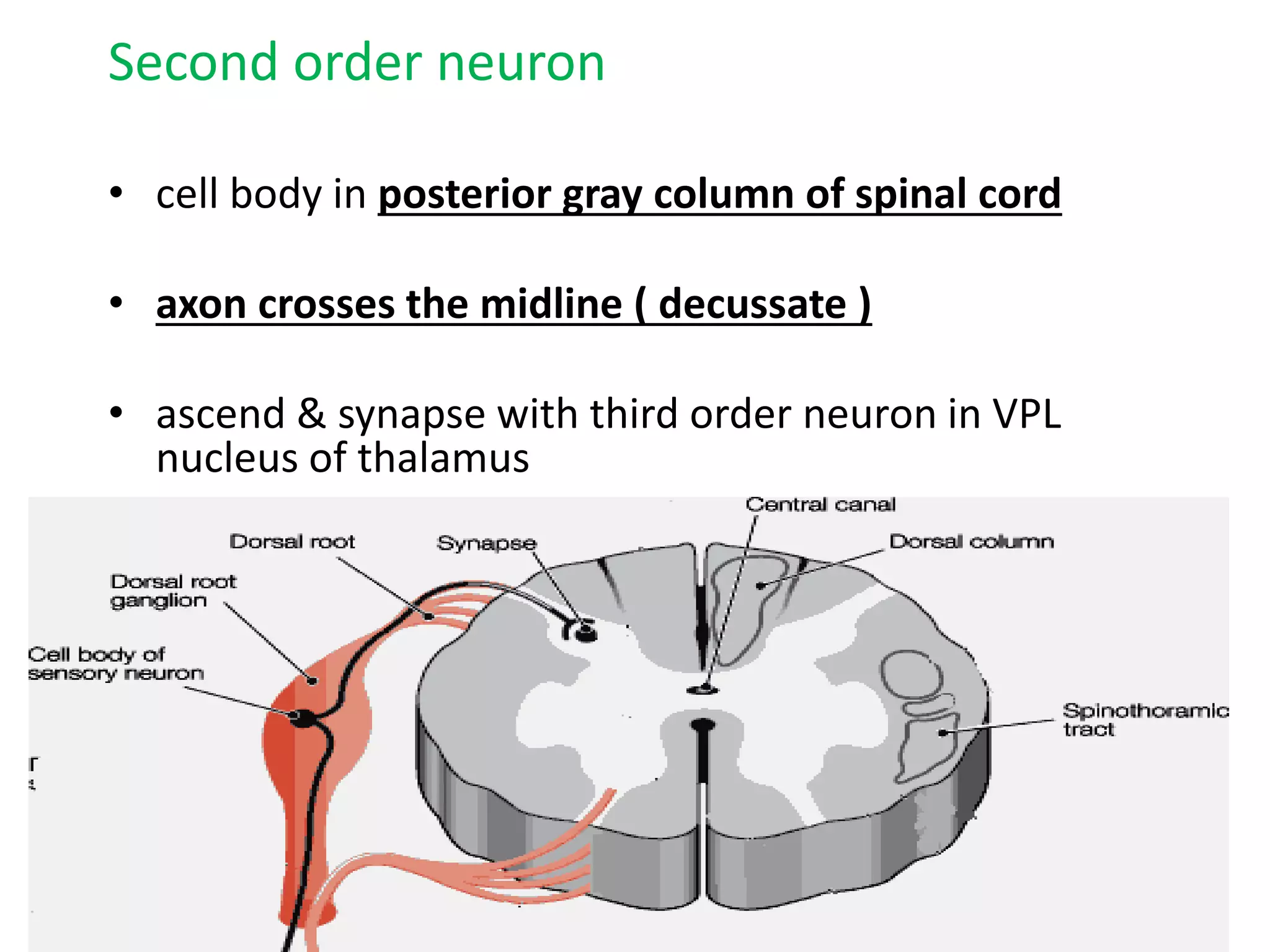 Second order neuron
• cell body in posterior gray column of spinal cord
• axon crosses the midline ( decussate )
• ascend & synapse with third order neuron in VPL
nucleus of thalamus
 