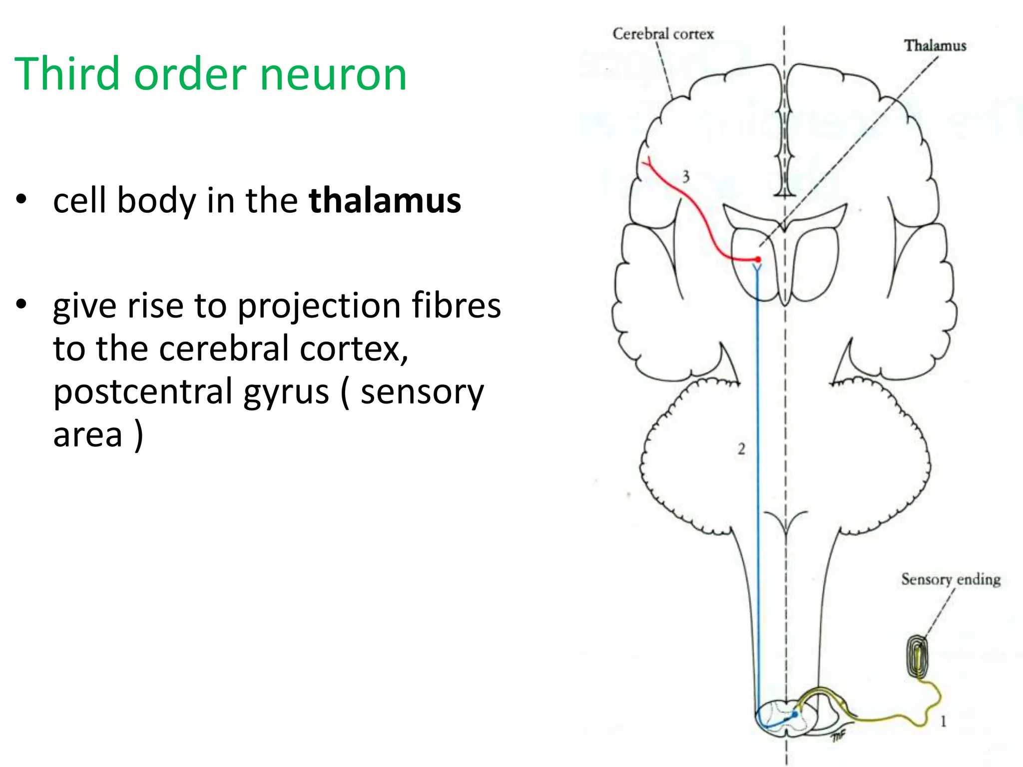 Third order neuron
• cell body in the thalamus
• give rise to projection fibres
to the cerebral cortex,
postcentral gyrus ( sensory
area )
 
