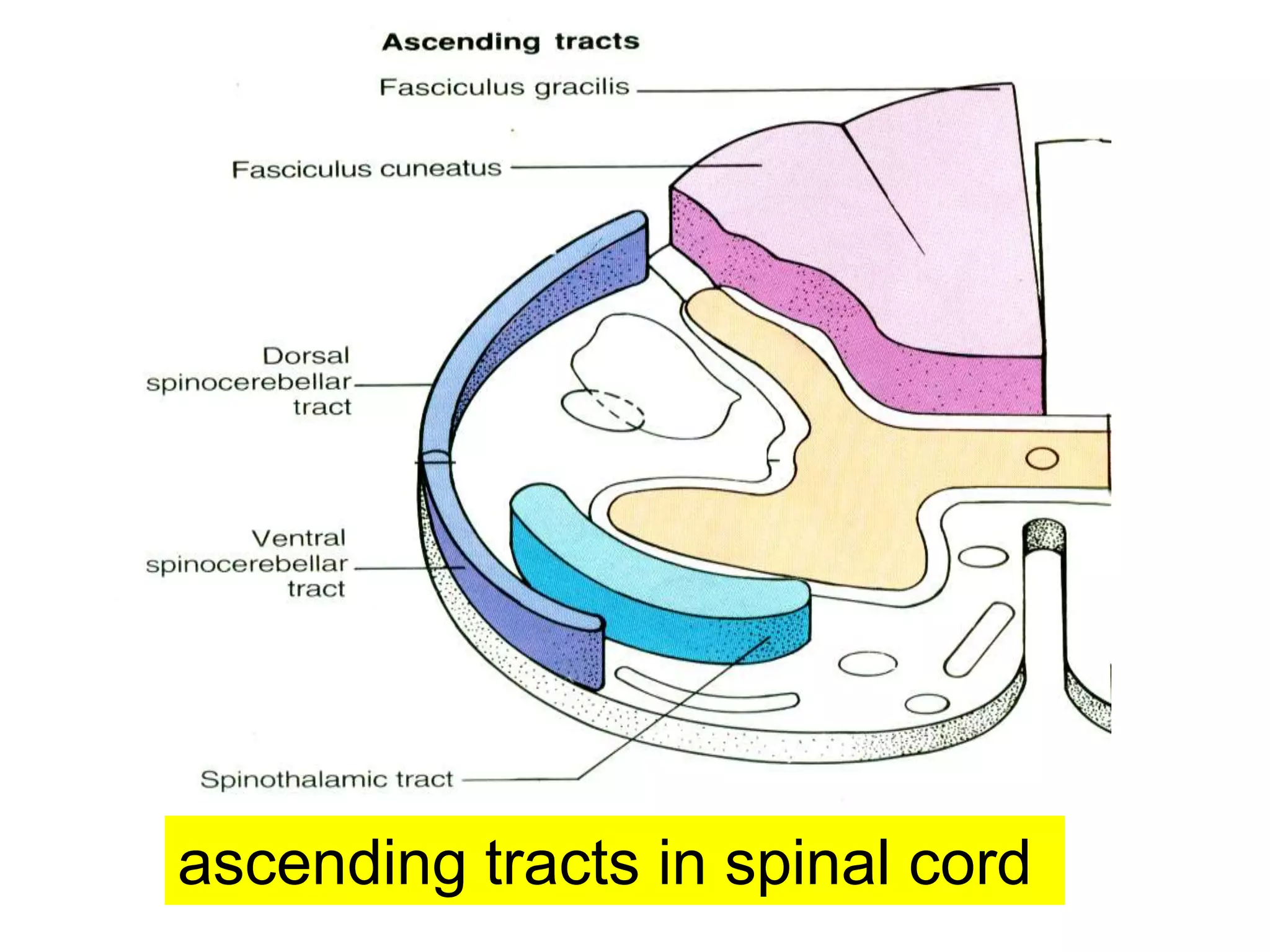 ascending tracts in spinal cord
 