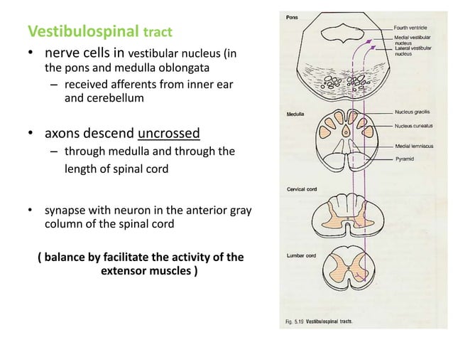 Ascending and descending tracts of spinal cord | PPT