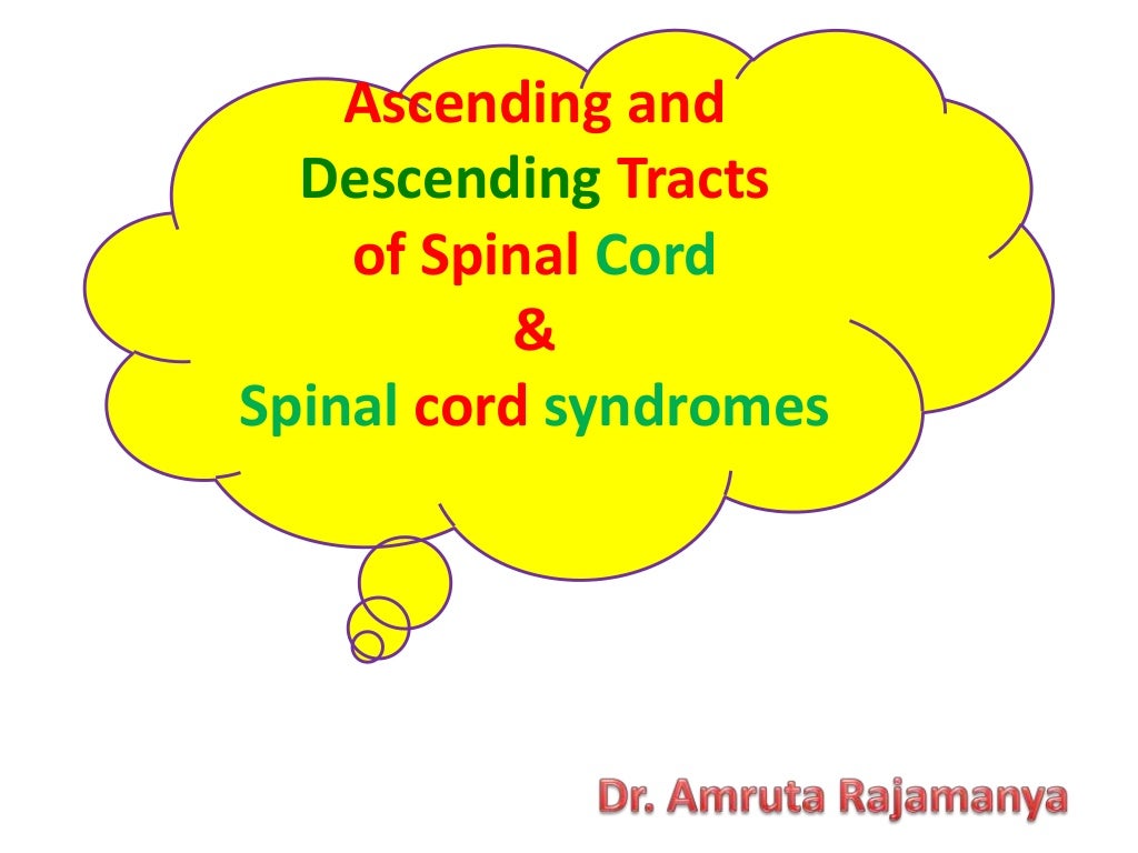 Ascending and descending tracts of spinal cord