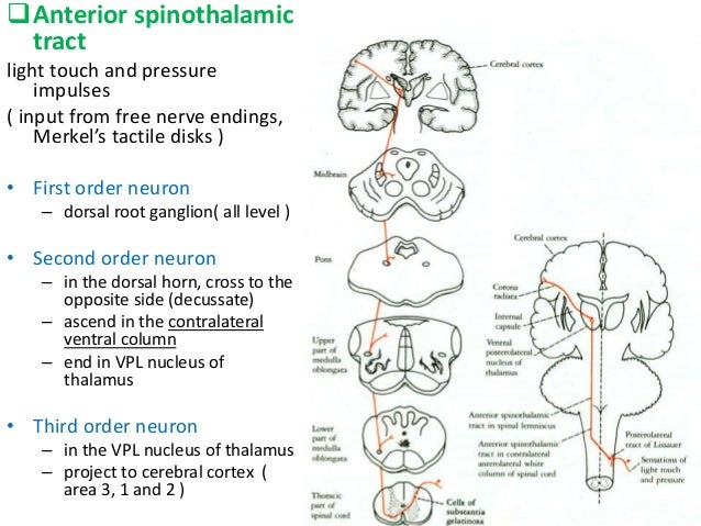 Spinal Cord Tracts Chart