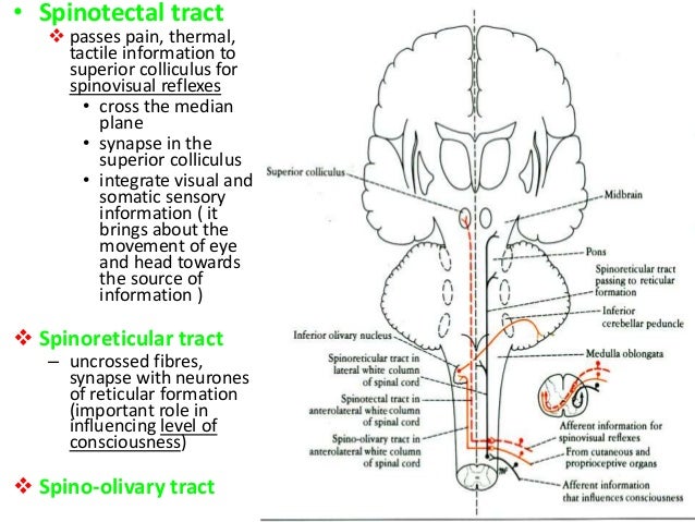 Spinal Cord Tracts Chart