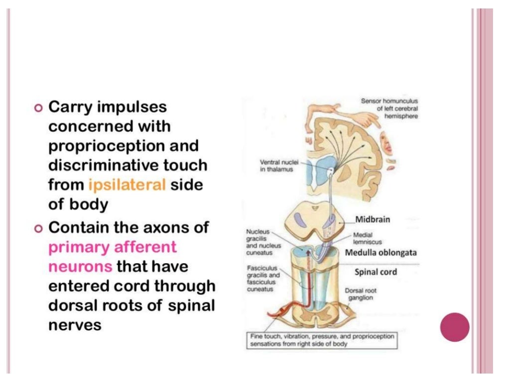 Ascending and descending tracts of spinal cord