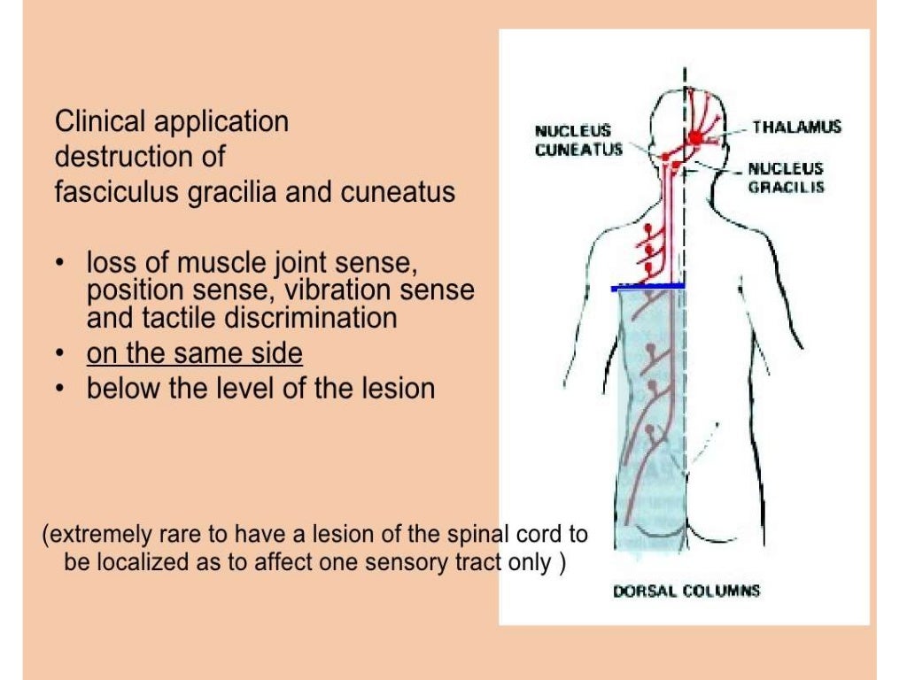 Ascending and descending tracts of spinal cord