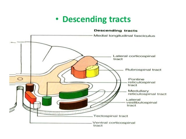 Spinal Cord Tracts Chart