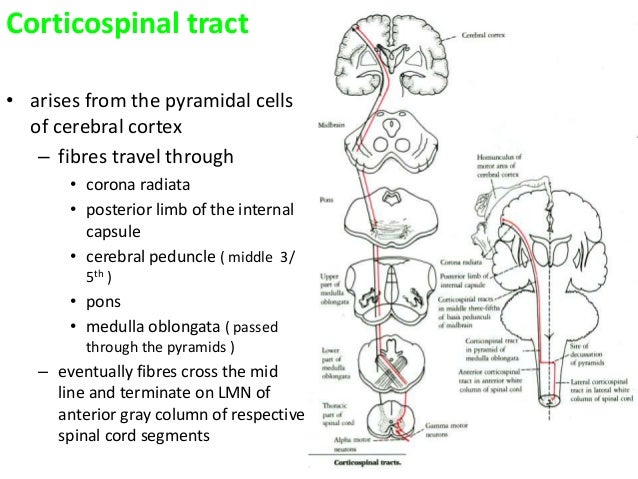 Spinal Cord Tracts Chart