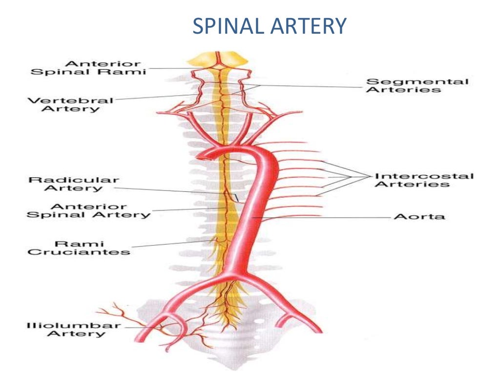 Ascending and descending tracts of spinal cord