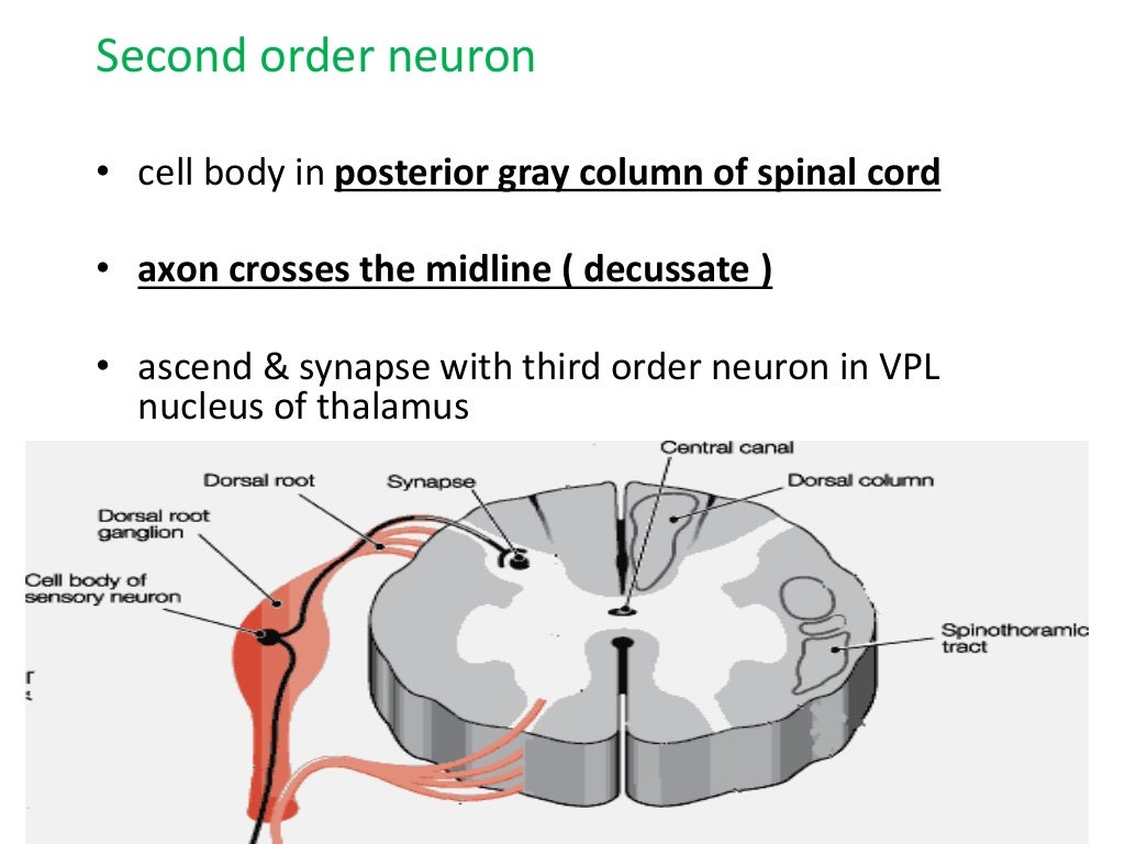 Ascending and descending tracts of spinal cord