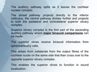 
    The auditory pathway splits as it leaves the cochlear
    nuclear complex.

    The dorsal pathway projects directly to the inferior
    colliculus, the ventral pathway divides further and projects
    to both the ipsilateral and contralateral superior olivary
    complex.

    Superior olivary complex is the first part of the ascending
    auditory pathway where major binaural comparisons can
    be made.

    The superior olives receive binaural information from
    spherical/bushy cells.

    This arises from collaterals from the output fibres of the
    cochlear nuclei on the same side that then cross over to the
    opposite superior olivary complex.

    This enables the superior olives to function in sound
    localization.
 