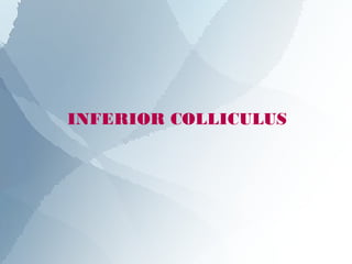 INFERIOR COLLICULUS
 