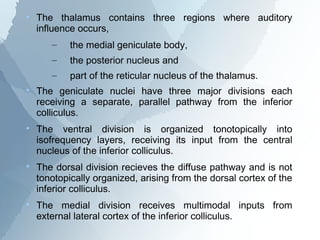 
    The thalamus contains three regions where auditory
    influence occurs,
       –    the medial geniculate body,
       –    the posterior nucleus and
       –    part of the reticular nucleus of the thalamus.

    The geniculate nuclei have three major divisions each
    receiving a separate, parallel pathway from the inferior
    colliculus.

    The ventral division is organized tonotopically into
    isofrequency layers, receiving its input from the central
    nucleus of the inferior colliculus.

    The dorsal division recieves the diffuse pathway and is not
    tonotopically organized, arising from the dorsal cortex of the
    inferior colliculus.

    The medial division receives multimodal inputs from
    external lateral cortex of the inferior colliculus.
 