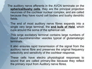 The auditory nerve afferents in the AVCN terminate on the
  spherical/bushy cells, they are the principal projection
  neurones of the cochlear nuclear complex, and are called
  because they have round cell bodies and bushy dendritic
  fields.

    The end of most auditory nerve fibres expands into a
    single very large terminal, the end bulb of Held, which
    cups around the soma of the spherical cell.

    This large excitatory terminal contains large numbers of
    round neurotransmitter vesicles typical of glutamatergic
    terminals.

    It also ensures rapid transmission of the signal from the
    auditory nerve fibre and preserves the original frequency
    selectivity and sensitivity of the cochlear response.

    These cells have electro physiological responses to
    sound that are called primary-like because they reflect
    the primary input from Auditory nerve fibres.
 