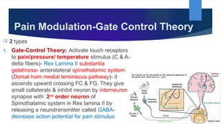 Rex Lamina Ascending & Descending Tracts of Spinal Cord by Dr. Rabia Inam ...